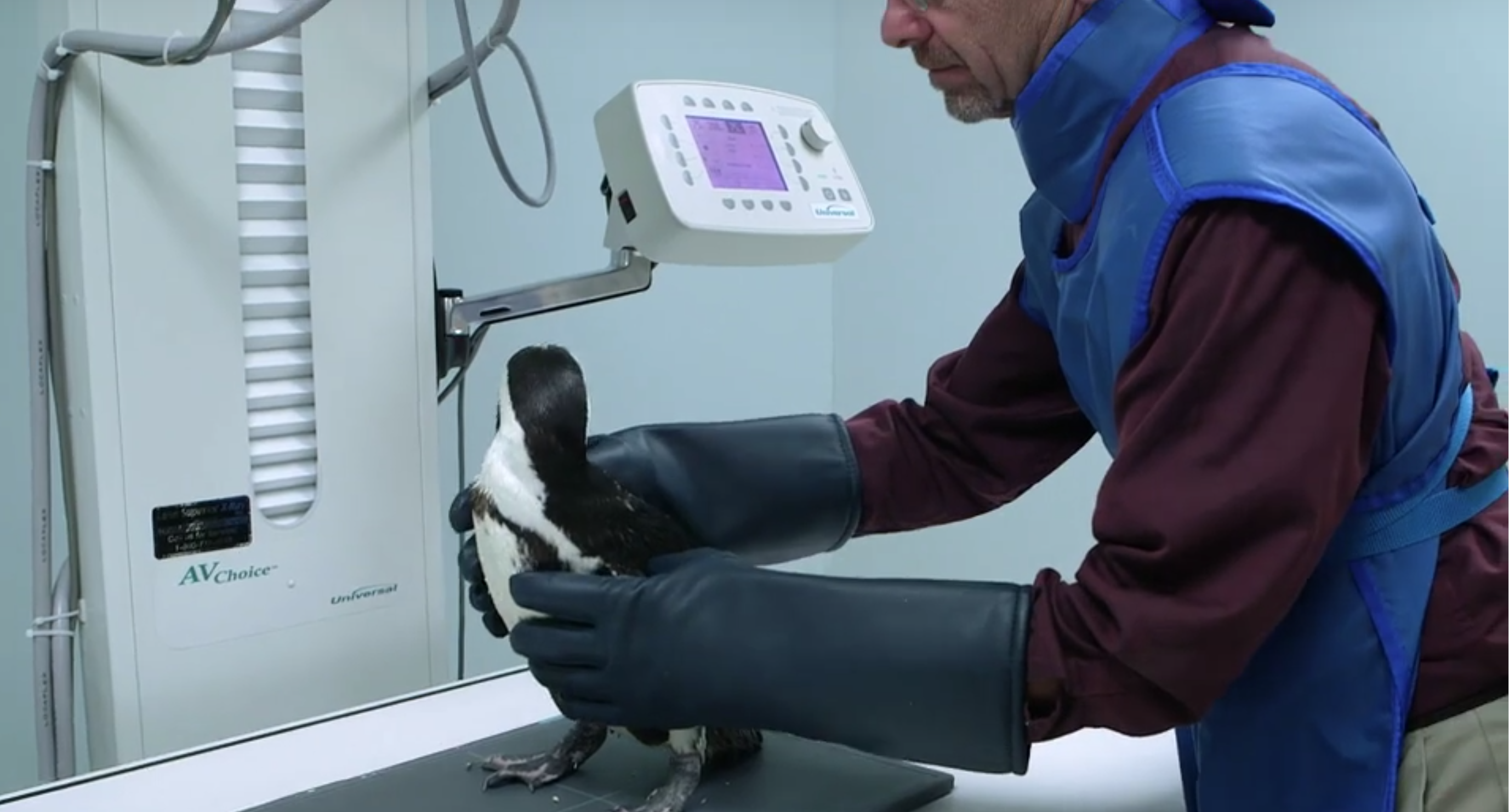 A penguin being examined with the FDR-flex at Henry Vilas Zoo