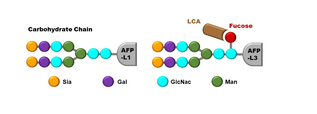 afp-l3 Molecule